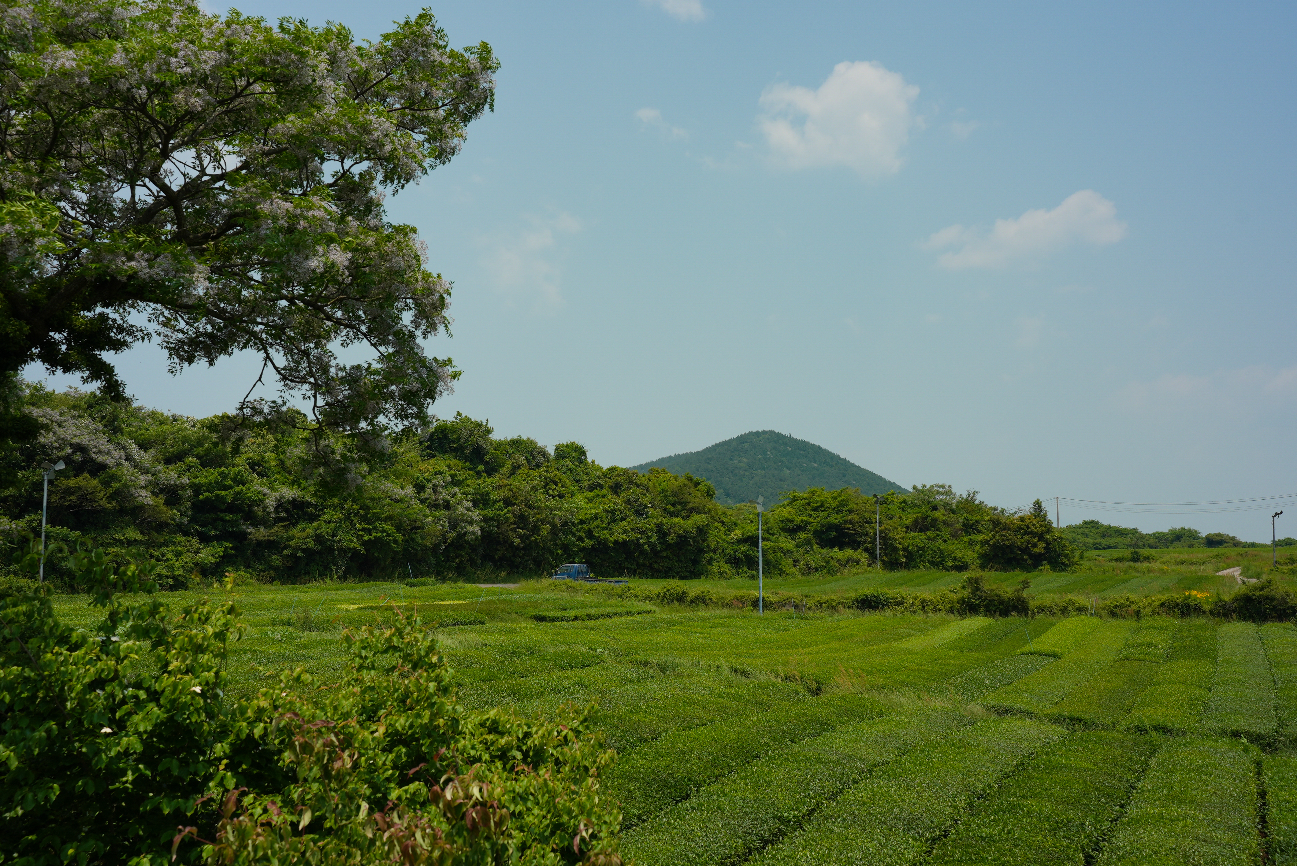 남송이오름 식생연구