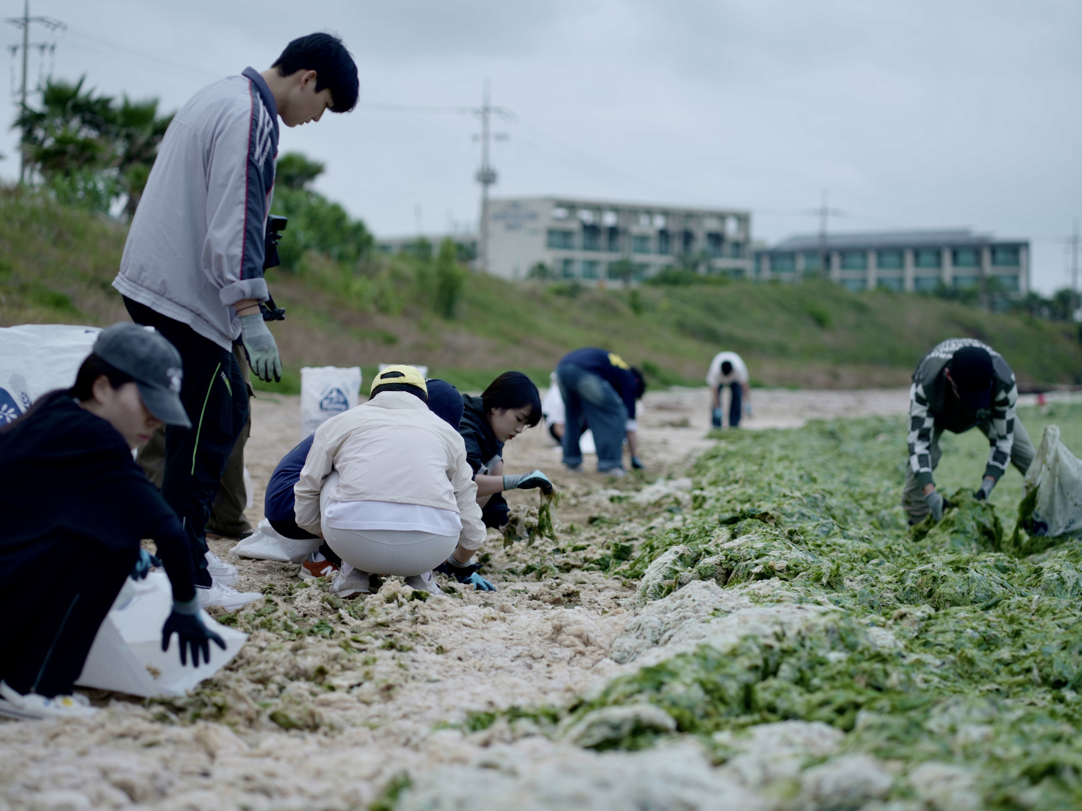 2024.06 오조리해변 구멍갈파래 수거